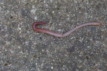Useful Earthworm in the Nature 