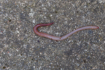 Useful Earthworm in the Nature 