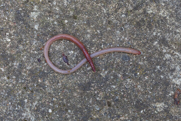 Useful Earthworm in the Nature 