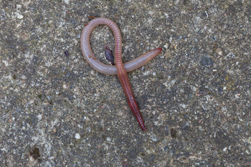 Useful Earthworm in the Nature 