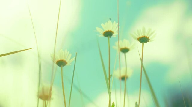 Dreamy, soft focus shot of wild daisies swaying gently in the breeze. The vibrant flowers and a beautiful, blurred background create a serene, vintage, and nostalgic feel.