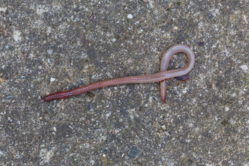 Useful Earthworm in the Nature 