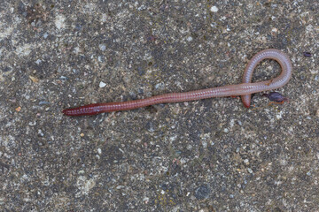 Useful Earthworm in the Nature 