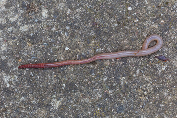 Useful Earthworm in the Nature 