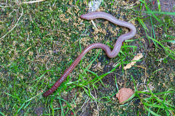 Useful Earthworm in the Nature 