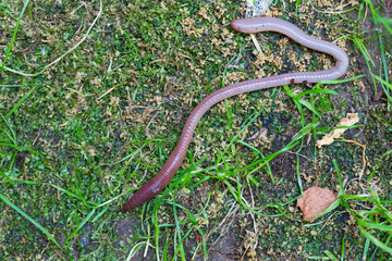 Useful Earthworm in the Nature 