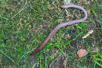 Useful Earthworm in the Nature 