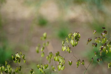 close-up image of medium quaking grass (briza media)