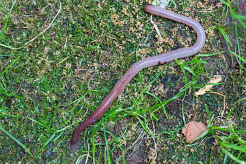 Useful Earthworm in the Nature 