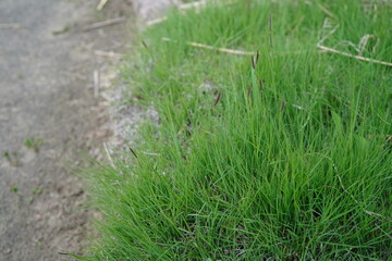 mosquito grass (bouteloua gracilis ) during june