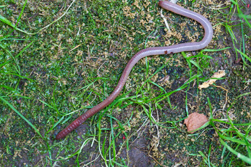 Useful Earthworm in the Nature 