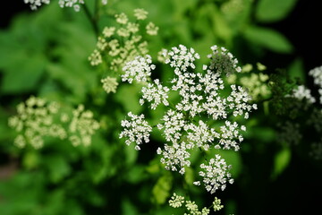 close-up image of greedy (Aegopodium podagraria) plant in bloom