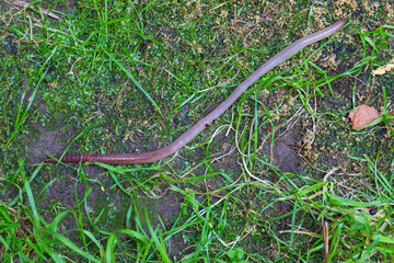 Useful Earthworm in the Nature 