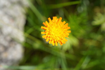 close-up image of beautiful orange hawkweed (hieracium aurantiacum) flower in bloom