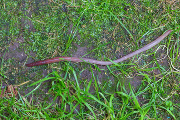 Useful Earthworm in the Nature 