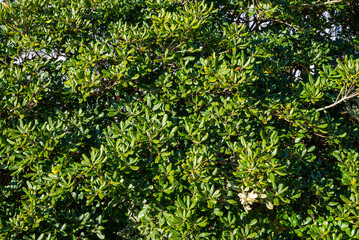 Obraz premium Background of leaves and vegetation on beach near Murrells inlet, Garden City, South Carolina