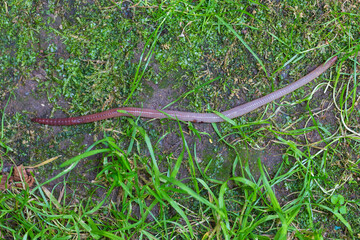 Useful Earthworm in the Nature 
