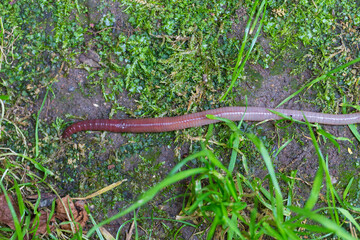 Useful Earthworm in the Nature 