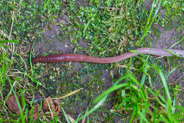 Useful Earthworm in the Nature 