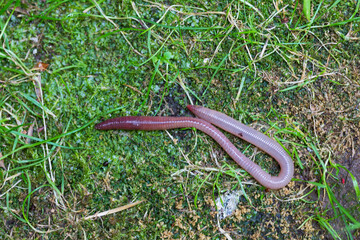 Useful Earthworm in the Nature 