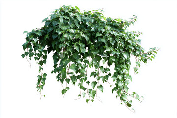 Fototapeta premium Ivy foliage isolated on white background hedera plant
