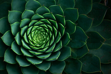 Obraz premium Succulent plant close-up rosette in green