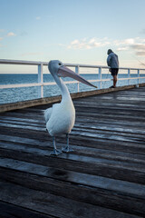 pelican on the pier