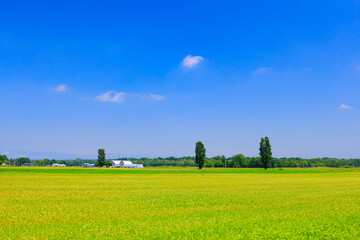 青空と畑