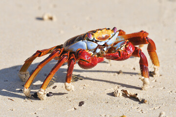 Sally Lightfoot Crab on Galápagos Islands