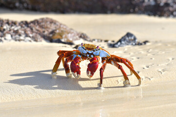 Sally Lightfoot Crab on Galápagos Islands

