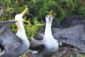 Waved Albatross in the Galápagos Islands