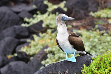 Blue-Footed Booby in the Galápagos Islands