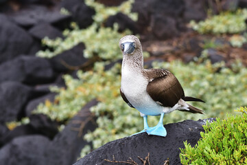 Blue-Footed Booby in the Galápagos Islands