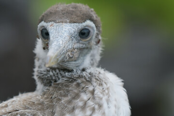 Nazca Booby Chick in the Galápagos Islands