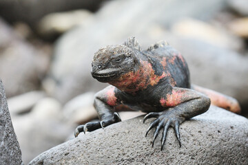 Marine Iguana in the Galápagos Islands