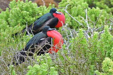 Male Frigatebirds, Galápagos Islands