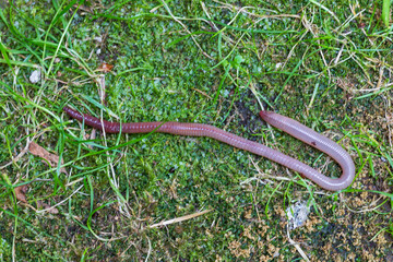 Useful Earthworm in the Nature 