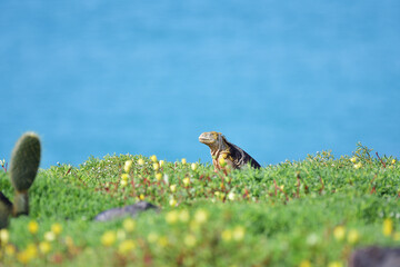 Galápagos Land Iguana