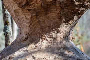 Giant beaver-cut gnawed tree near a swamp or bog in the mountains
