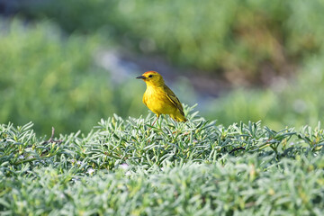 Yellow Warbler in the Galápagos Islands