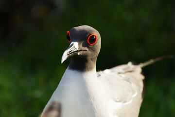 Swallow-Tailed Gull in Breeding Plumage, Galápagos Islands