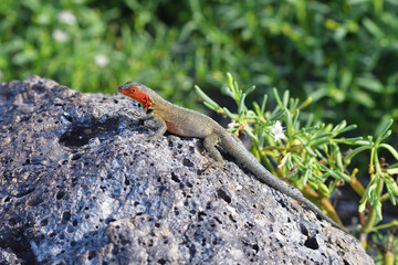 Santa Cruz Lava Lizard in the Galápagos Islands