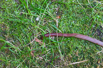Useful Earthworm in the Nature 