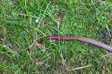 Useful Earthworm in the Nature 