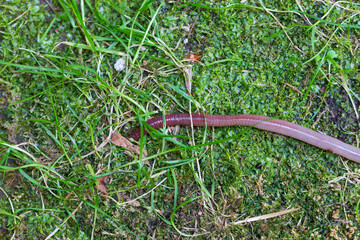 Useful Earthworm in the Nature 
