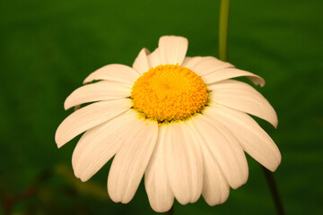 Oxeye Daisy Flower