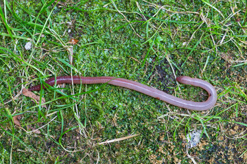Useful Earthworm in the Nature 