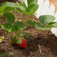 Strawberries are aromatic and tasty organic product