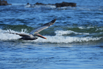 Brown Pelican Flying Over the Galápagos Islands