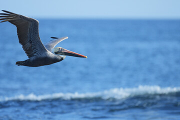 Brown Pelican Flying Over the Galápagos Islands